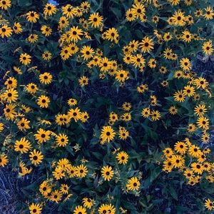 Meet your Posher, Svitlana